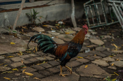 Rooster on the road