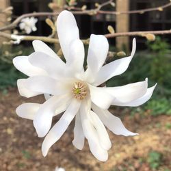 Close-up of white flowering plant