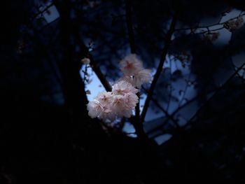 Close-up of white cherry blossom tree