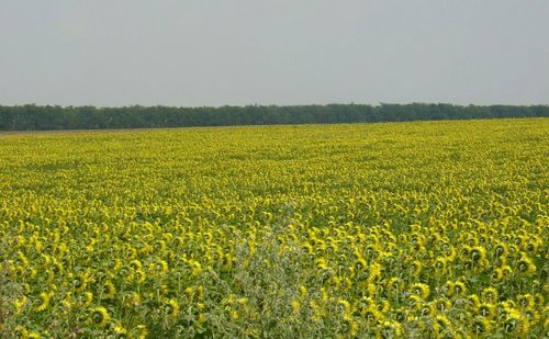 Scenic view of oilseed rape field against clear sky