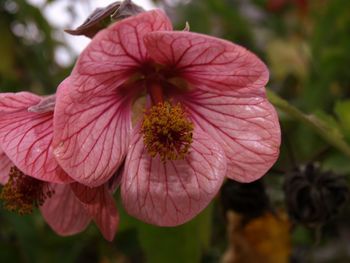 Close-up of pink flower