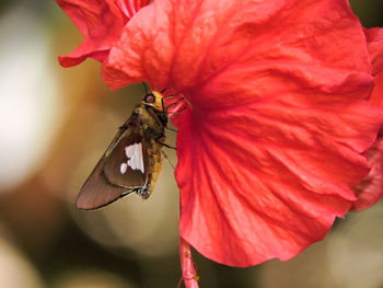 Close-up of butterfly pollinating on red flower