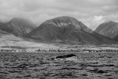 Tail fin of humpback whale in sea against mountains