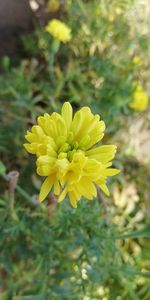 Close-up of yellow flowers blooming outdoors