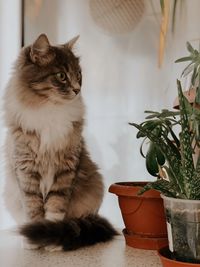 Cat looking away while sitting on potted plant