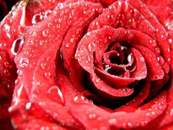 Close-up of wet red rose blooming outdoors