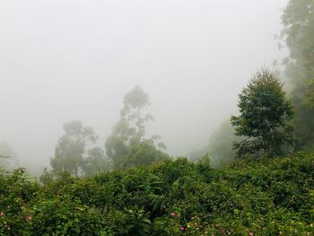 Trees growing in forest against sky