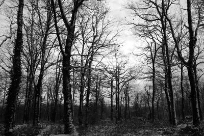 Bare trees in forest