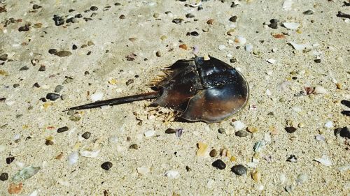 Close-up of crab on sand