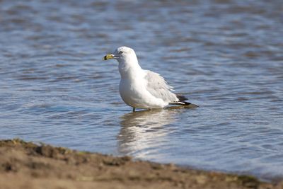 Seagull on a sea