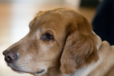 Close-up of dog