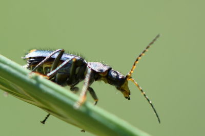 Close-up of insect on leaf