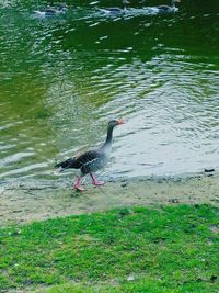 Side view of a bird on beach