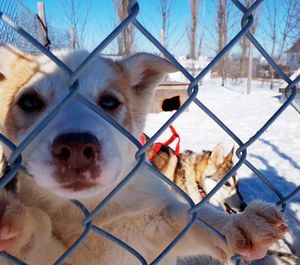 Close-up of dog against sky