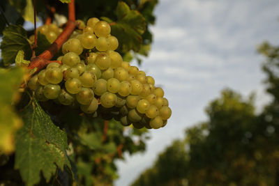 Close-up of grapes growing in vineyard