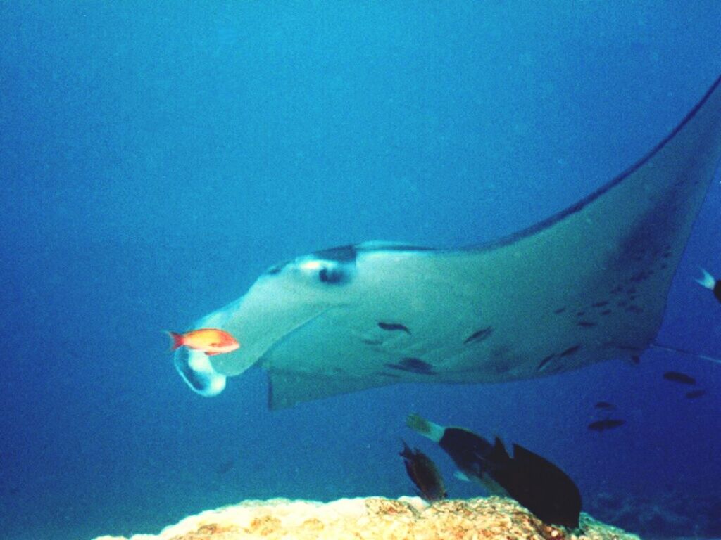 underwater, water, sea life, blue, fish, sea, undersea, animal themes, swimming, animals in the wild, wildlife, one animal, nature, transparent, beauty in nature, aquarium, no people, close-up, jellyfish, rock - object