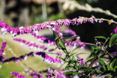 Close-up of butterfly pollinating on pink flower