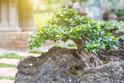 Close-up of plant growing on rock