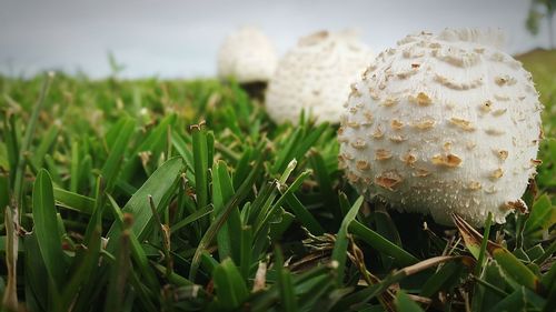 Close-up of grass growing on grassy field