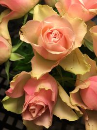 Close-up of pink rose