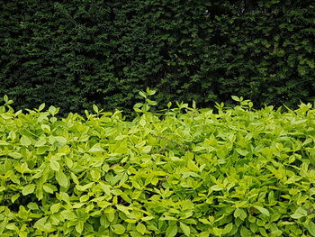 Close-up of fresh green leaves