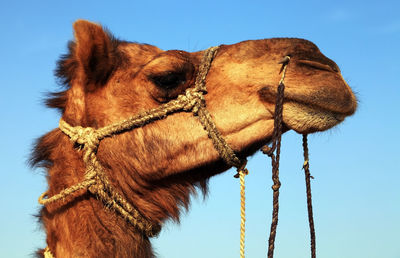 Close-up of camel against clear sky