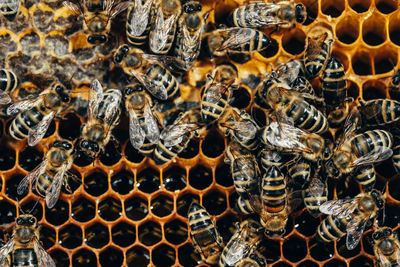 Close-up of bee on the wall