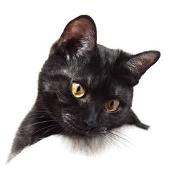 Close-up of cat over white background