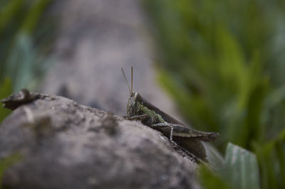 Close-up of insect