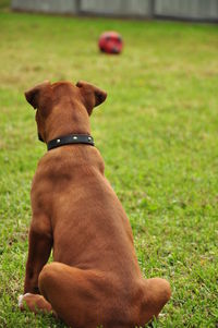 Rear view of boxer dog sitting on grass