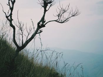 Bare tree on landscape against sky