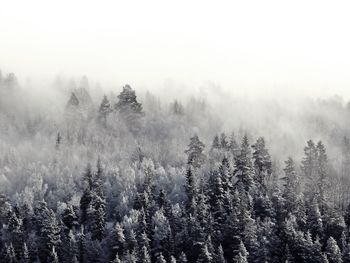 Trees in forest during foggy weather