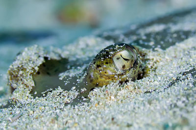 Close-up of crab on beach