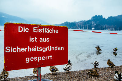 Mallard ducks by sign board at frozen lake