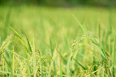 Close-up of wheat growing on field