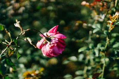 Close-up of pink flowers blooming outdoors