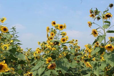 Low angle view of yellow flowering plant against sky