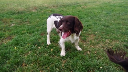 Dog standing on field