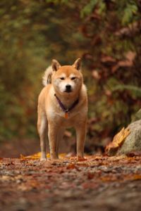 Portrait of dog standing on field