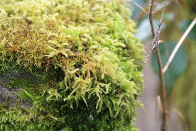 Close-up of flowering plant