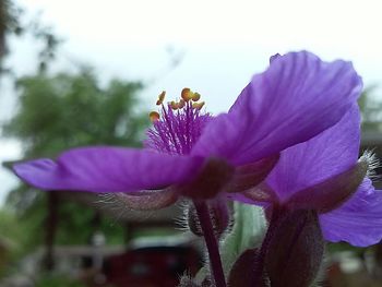 Close-up of purple flowers