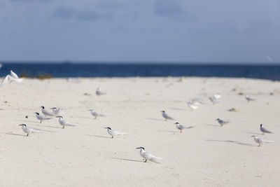 Flock of seagulls on beach