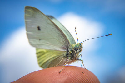 Close-up of butterfly on hand