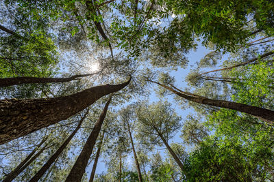 Low angle view of trees in forest