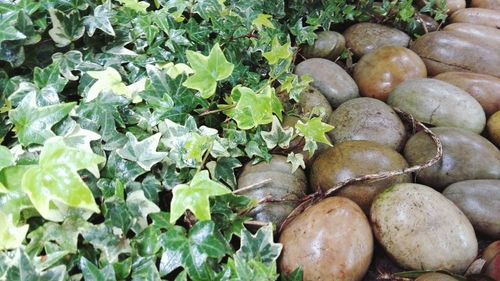 Close-up of fresh green plants