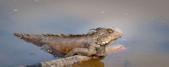 Close-up of iguana in lake