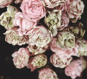 Close-up of rose bouquet