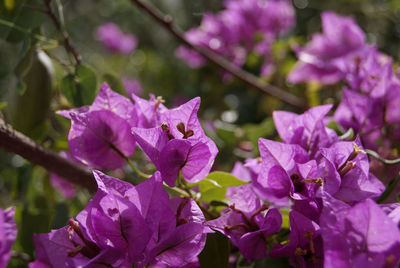 Close-up of pink flowering plant