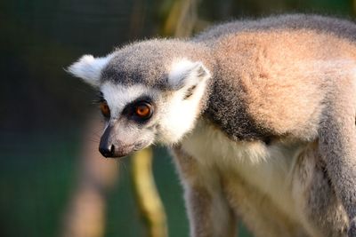 Close-up of lemur