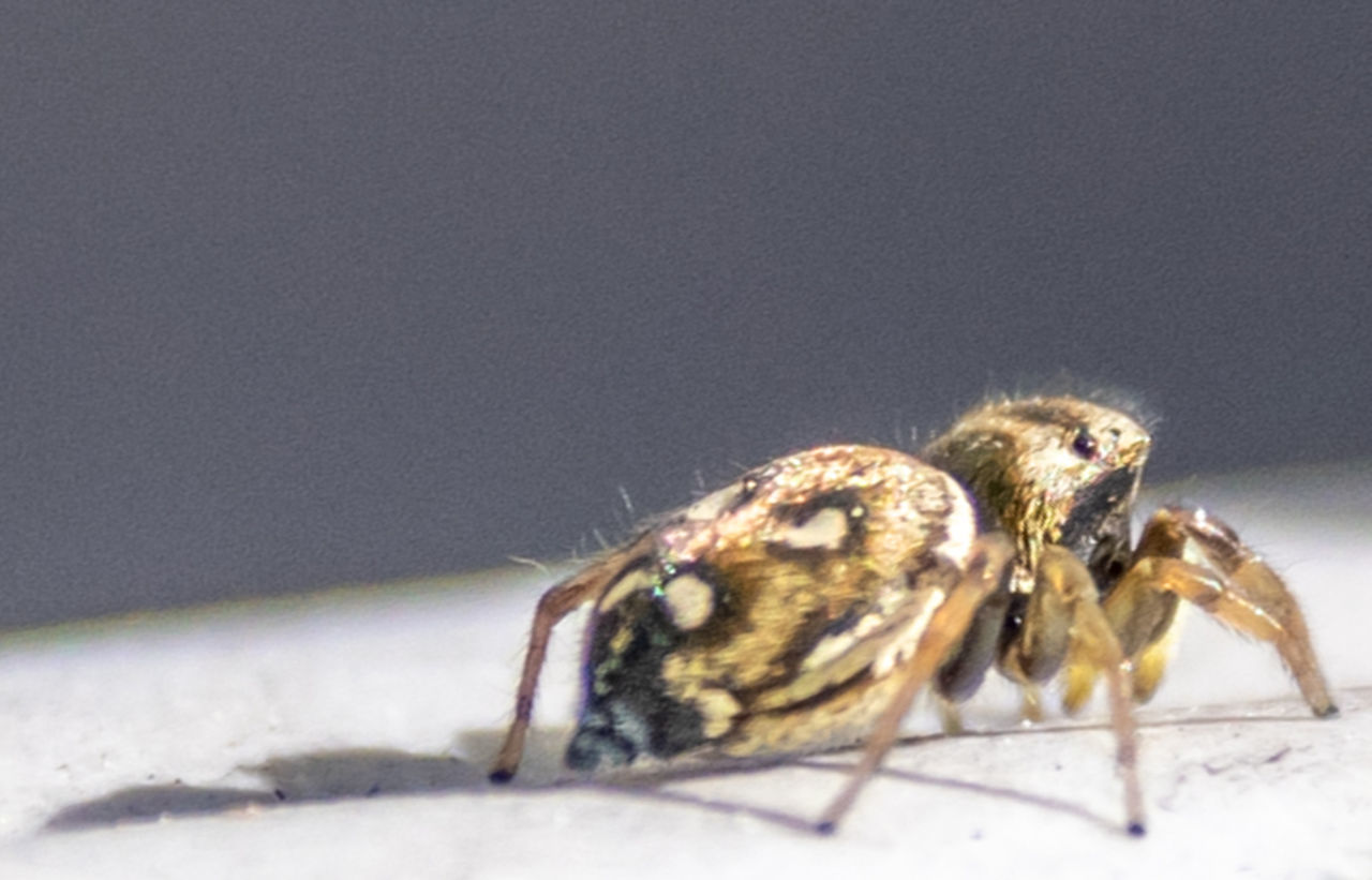 CLOSE-UP OF SPIDER ON TABLE AGAINST WHITE BACKGROUND